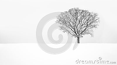 Solitude - Lone snowy tree Stock Photo