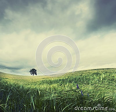 Solitude tree Stock Photo