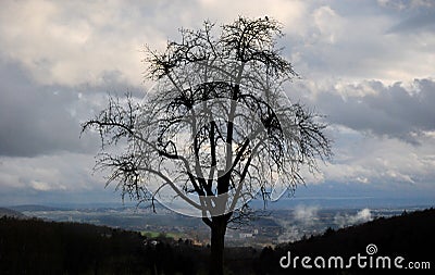 Solitude tree on a hill Stock Photo