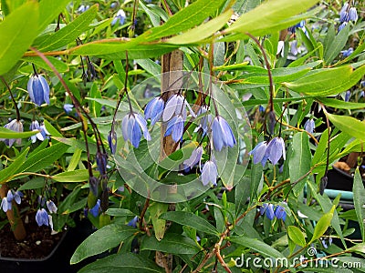 Sollya heterophylla Stock Photo