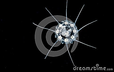 A Solmissus Jellyfish in the gulfstream at night. Stock Photo