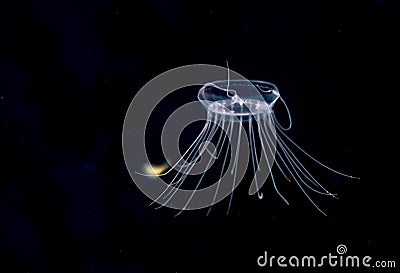 A solmissus jellyfish, image taken a night. Stock Photo