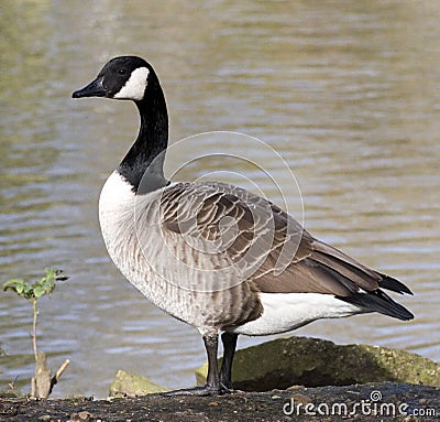 Solo Goose Stock Photo