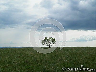 Solo tree Stock Photo