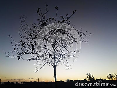 Solo tree contrast in sunset time Stock Photo
