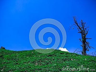 Solo Tree on a hill Without leaves with blue sky as a background Stock Photo