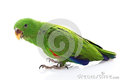 Solomon Island Eclectus Parrot Stock Photo