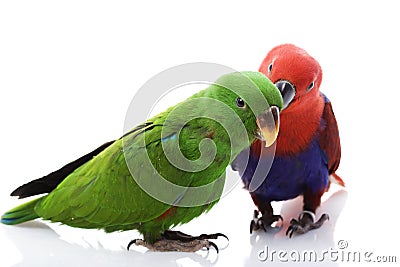 Solomon Island Eclectus Parrots Stock Photo