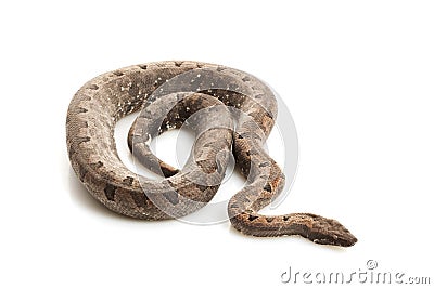 Solomon Island Ground Boa Stock Photo