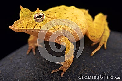 Solomon island leaf frog (Ceratobatrachus guentheri) Stock Photo