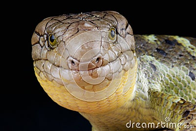 Solomon Island Skink / Corucia zebrata Stock Photo