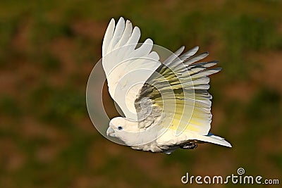 Solomons cockatoo, Cacatua ducorpsii, flying white exotic parrot, bird in the nature habitat, action scene from wild, Australia. Stock Photo