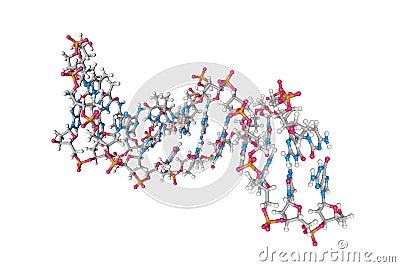 Solution-state structure of dna dodecamer duplex containing a cis-syn thymine cyclobutane dimer. Molecular model Cartoon Illustration