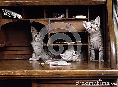 egyptian mau kittens Stock Photo