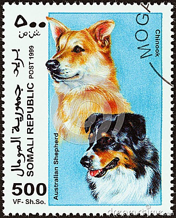 SOMALIA - CIRCA 1999: A stamp printed in Somalia shows Australian Shepherd and Chinook, circa 1999. Editorial Stock Photo