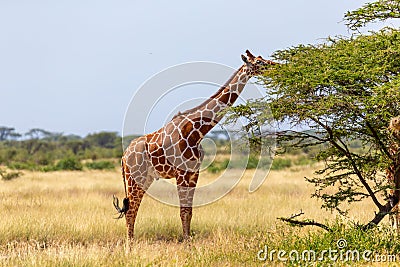 Somalia giraffes eat the leaves of acacia trees Stock Photo