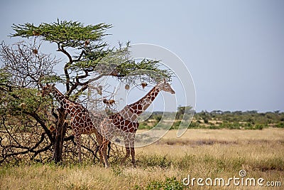 Two Somalia giraffes eat the leaves of acacia trees Stock Photo