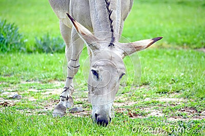 Somalian Wild Donkey Equus Asinus Somalicus Eating Grass in Nature Stock Photo