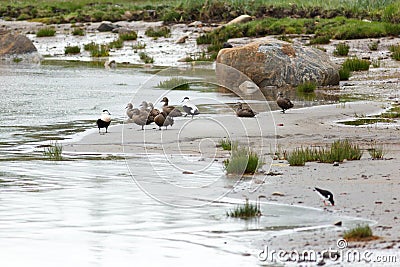 Somateria molissima, Common Eider. Stock Photo