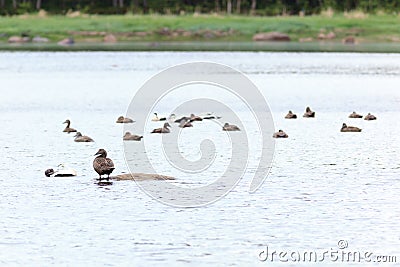 Somateria molissima, Common Eider. Stock Photo