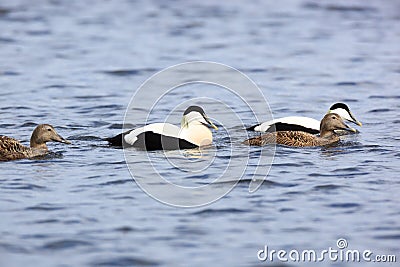 Somateria molissima, Common Eider. Stock Photo