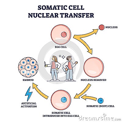 Somatic cell nuclear transfer as genetic change process steps outline diagram Vector Illustration