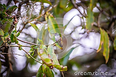Sombre hummingbird Aphantochroa cirrochloris AKA Beija-Flor Cinza standing in a tree in Brazil Stock Photo