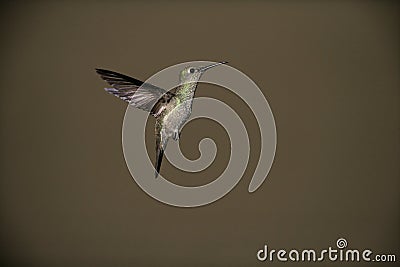 Sombre hummingbird, Aphantochroa cirrochloris Stock Photo