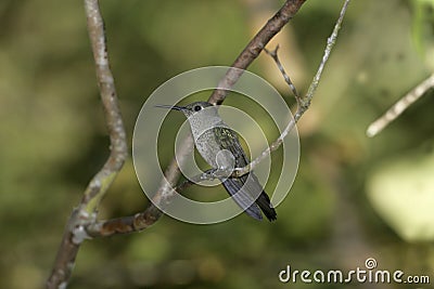 Sombre hummingbird, Aphantochroa cirrochloris Stock Photo