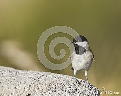 Sombre Tit Stock Photo