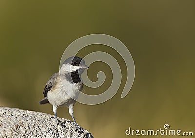 Sombre Tit Stock Photo