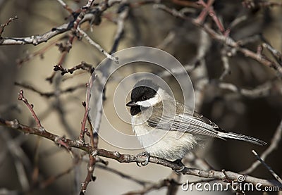 Sombre Tit Stock Photo