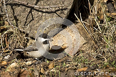 Sombre Tit Eating Seed Stock Photo