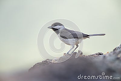 Sombre Tit, Parus lugubris Stock Photo