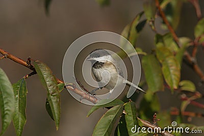 Sombre tit, Parus lugubris Stock Photo