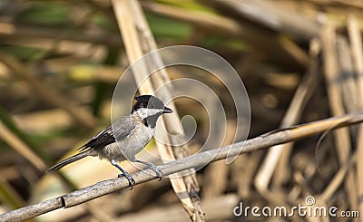 Sombre Tit on a Reed Stock Photo