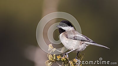 Sombre Tit on Shrubs Stock Photo