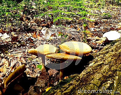 Agrocybe praecox mushrooms in a forest Stock Photo