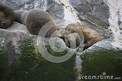 Some Antarctic seals lounging on the rocks Stock Photo