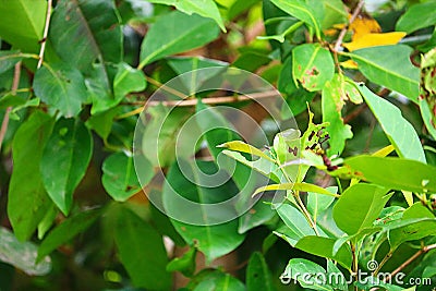 some bay leaves are green Stock Photo