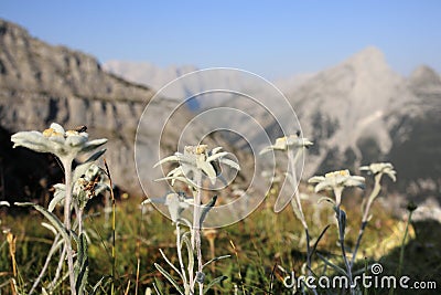 Some beautiful edelweis flowers Stock Photo