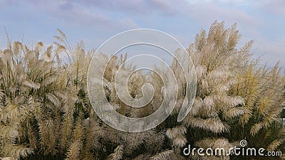 Some beautiful white Kans gras bloomed during autumn season with sky background in Dhaka, Bangladesh Stock Photo