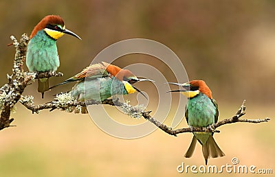 bee eaters Stock Photo