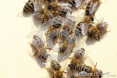 Some bees are team-working Stock Photo