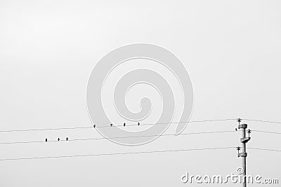 some black birds sittings on electrical wires on white background Stock Photo