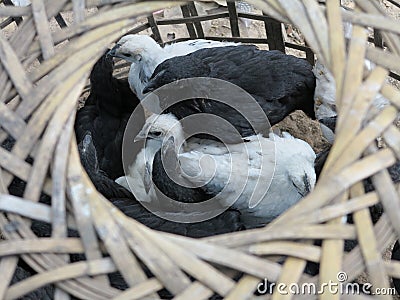 Some black and white chicks in a chicken basket at a farm Stock Photo