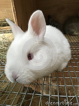 Some bunny loves you Stock Photo