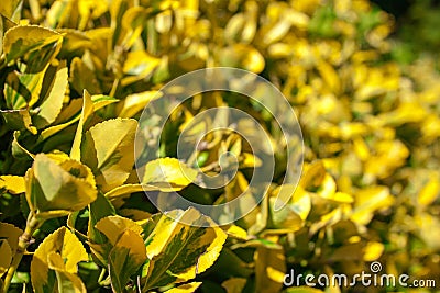 Some bush leaves yellow and green Stock Photo