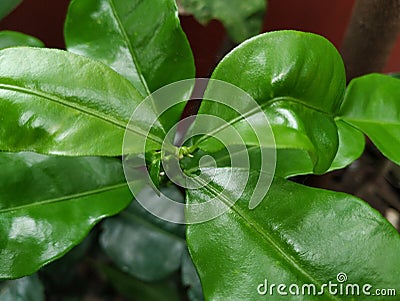 Some Citrus leaves curling up Stock Photo