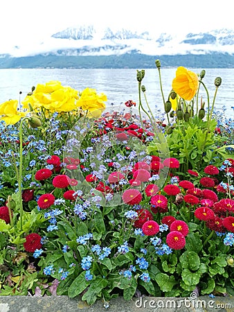 Some colored flowers on the shore of Geneva lake with Swiss alps in a nice bokeh background Stock Photo